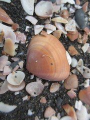 Crassula aequilatera