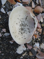 Crassula aequilatera