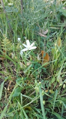 Ornithogalum orthophyllum