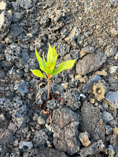 Rumex skottsbergii observed 2026-07-27