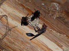 Belonogaster meneliki