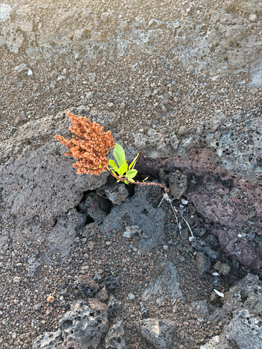 Rumex skottsbergii observed 2026-07-27