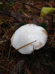 Suillus placidus