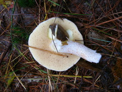 Suillus placidus