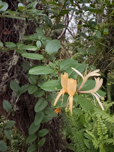 Lonicera japonica observed 2026-07-27