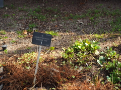 Geranium endressii