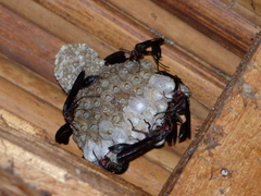 Belonogaster meneliki