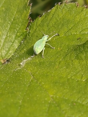 Phyllobius pomaceus