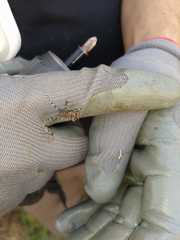 Aegomorphus clavipes