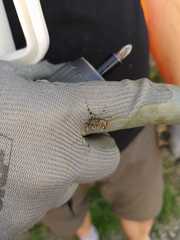 Aegomorphus clavipes