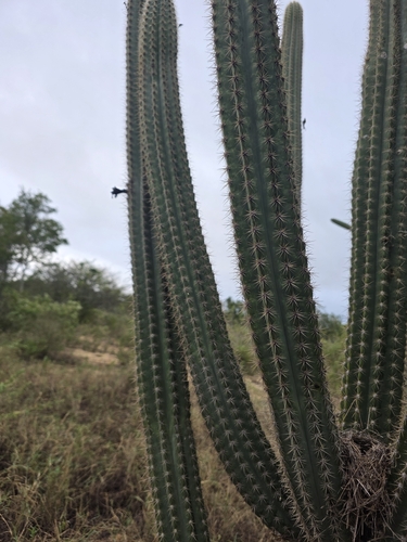 Pilosocereus catingicola, photograph 6