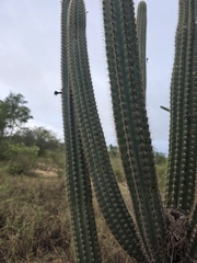 Pilosocereus catingicola, photograph (c) Marcello Mastroianni Albuquerque Araújo, some rights reserved (CC BY)