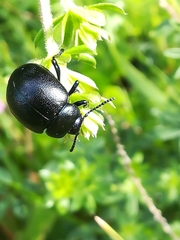 Timarcha tenebricosa