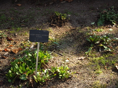 Leucanthemum × superbum