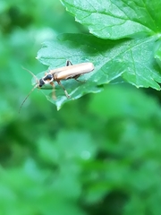 Cantharis decipiens
