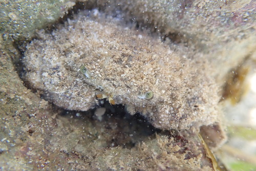 Gaillardiellus rueppelli observed 2026-07-26