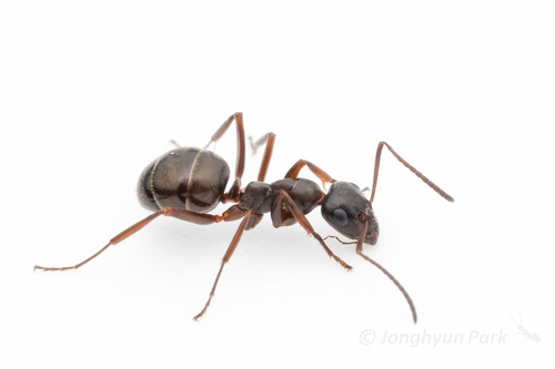 亮腹黑褐蚁Formica gagatoides