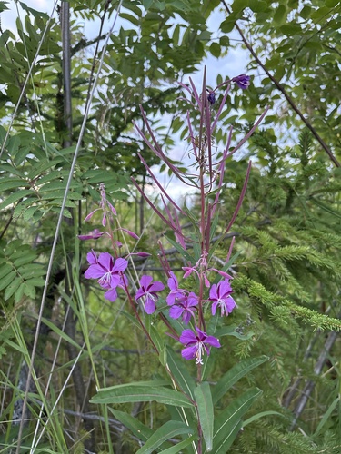 fireweed