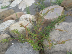 Chenopodium acuminatum virgatum