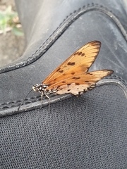 Acraea terpsicore