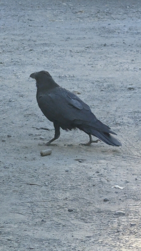 iNaturalist observation photo of Common Raven
