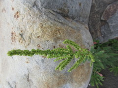 Chenopodium acuminatum virgatum