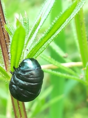 Timarcha tenebricosa