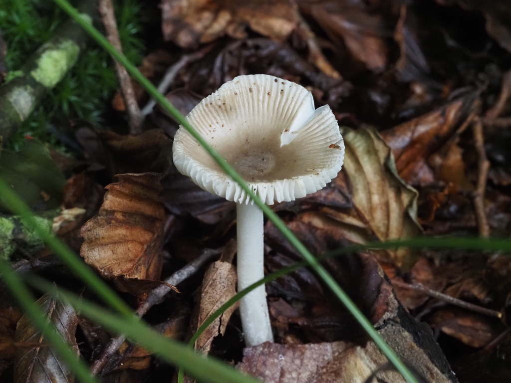 Amanita fuscozonata · July 2026 · photo: Photo: (c) Summit Metro Parks, some rights reserved (CC BY) · iNaturalist