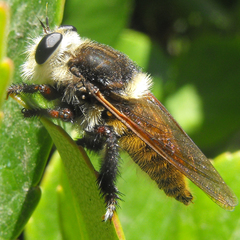 Mallophora fautrix