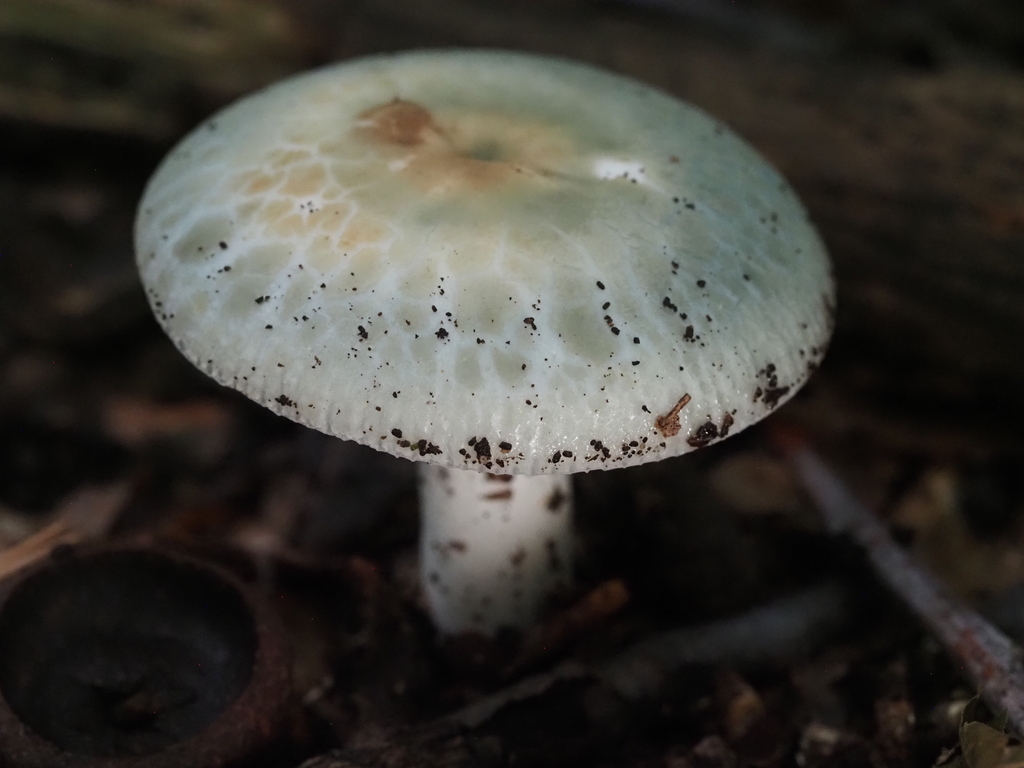 Blue-green Cracking Russula · July 2026 · photo: Photo: (c) Summit Metro Parks, some rights reserved (CC BY) · iNaturalist
