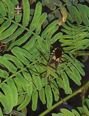 Prismatocerus prominulus