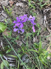 Phlox divaricata divaricata