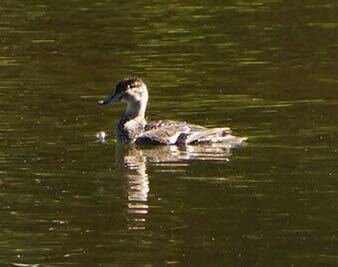 iNaturalist observation photo of Green-winged Teal