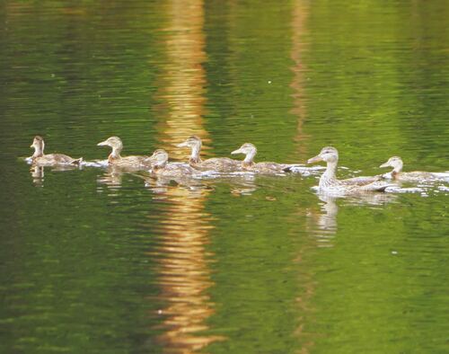 iNaturalist observation photo of Mallard