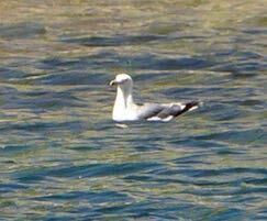 iNaturalist observation photo of California Gull
