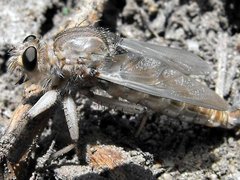 Proctacanthus occidentalis