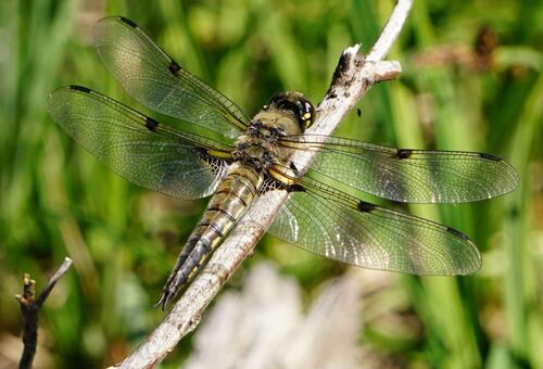 iNaturalist observation photo of Four-spotted Skimmer