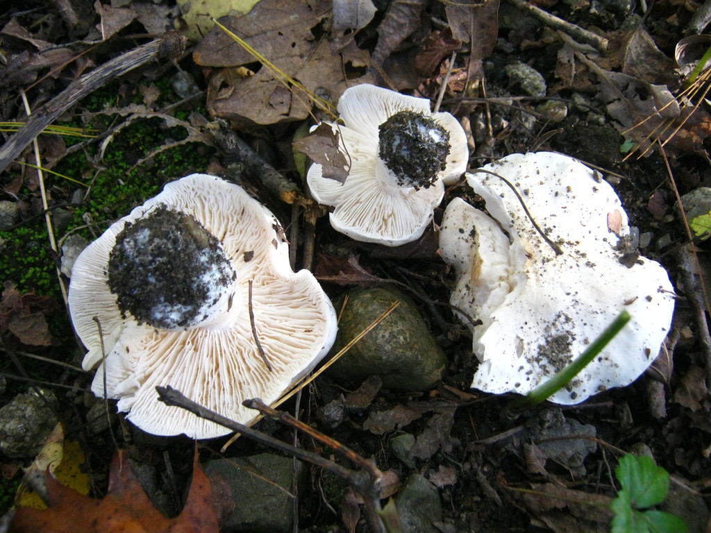 Tricholoma subresplendens