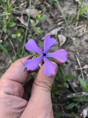 Phlox divaricata divaricata