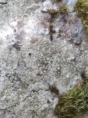 Megalosporaceae