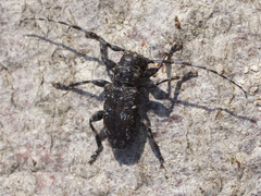 Aegomorphus clavipes