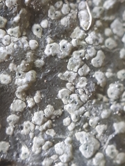Megalosporaceae