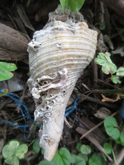 Hemifusus