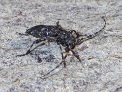 Aegomorphus clavipes