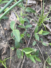 Phlox divaricata divaricata