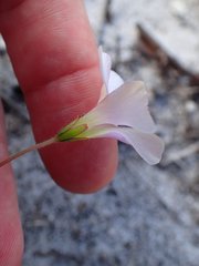 Oxalis dentata