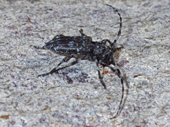 Aegomorphus clavipes