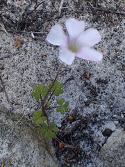 Oxalis dentata