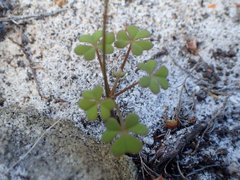 Oxalis dentata