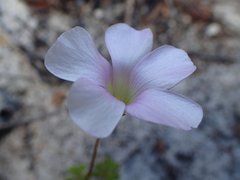Oxalis dentata